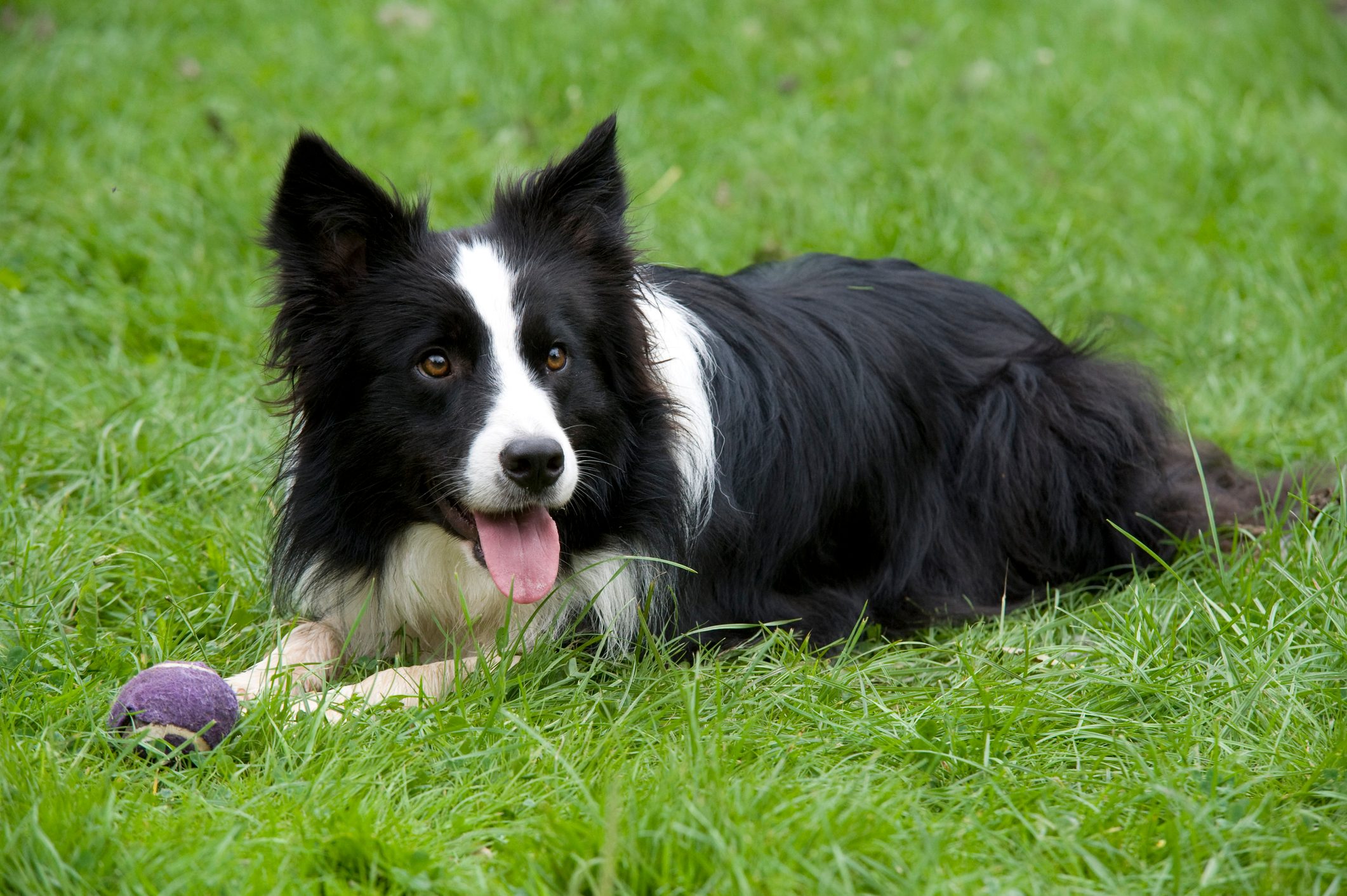 Border Collie Dog, UK, in garden, black & white, laying, panting, with ball, playing