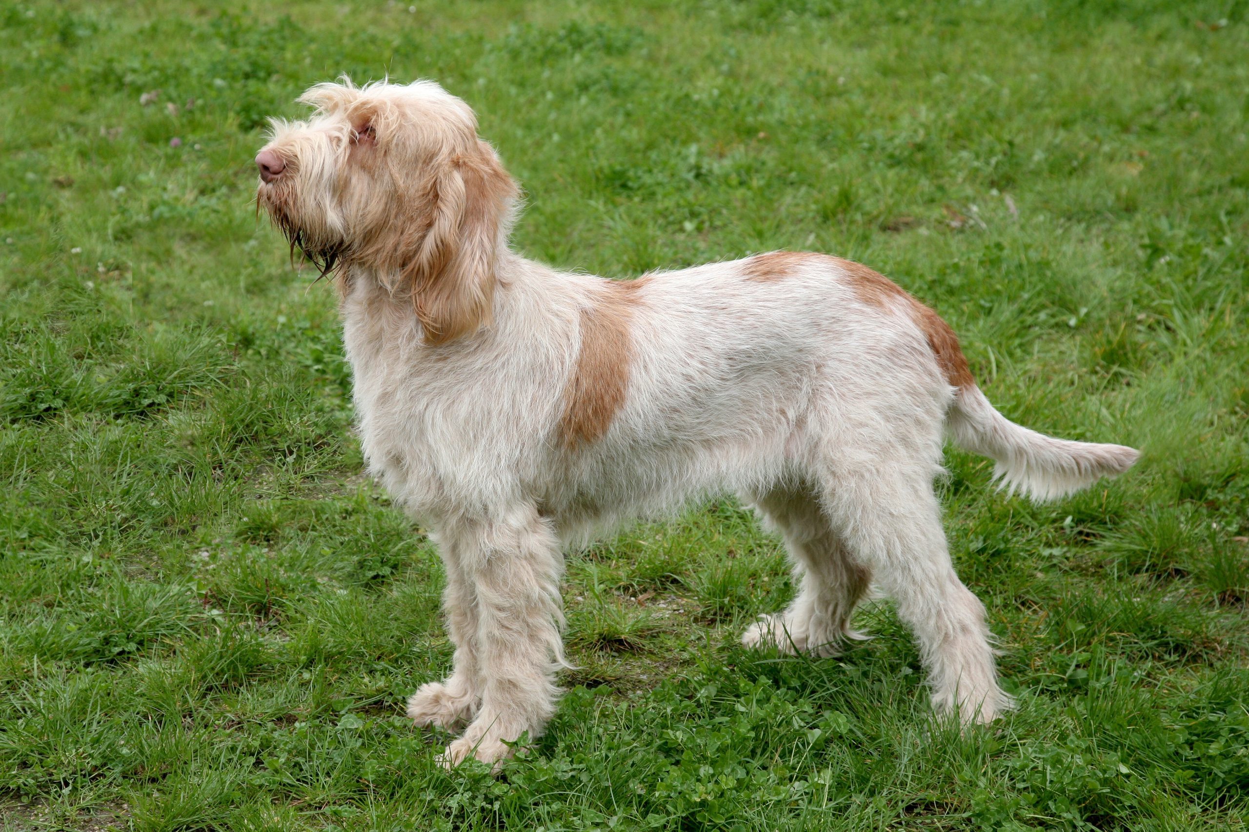 Typical Spinone Italiano dog on a green grass lawn