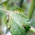 If You See Purple Dots on Your Tomato Leaves, This Is What It Means