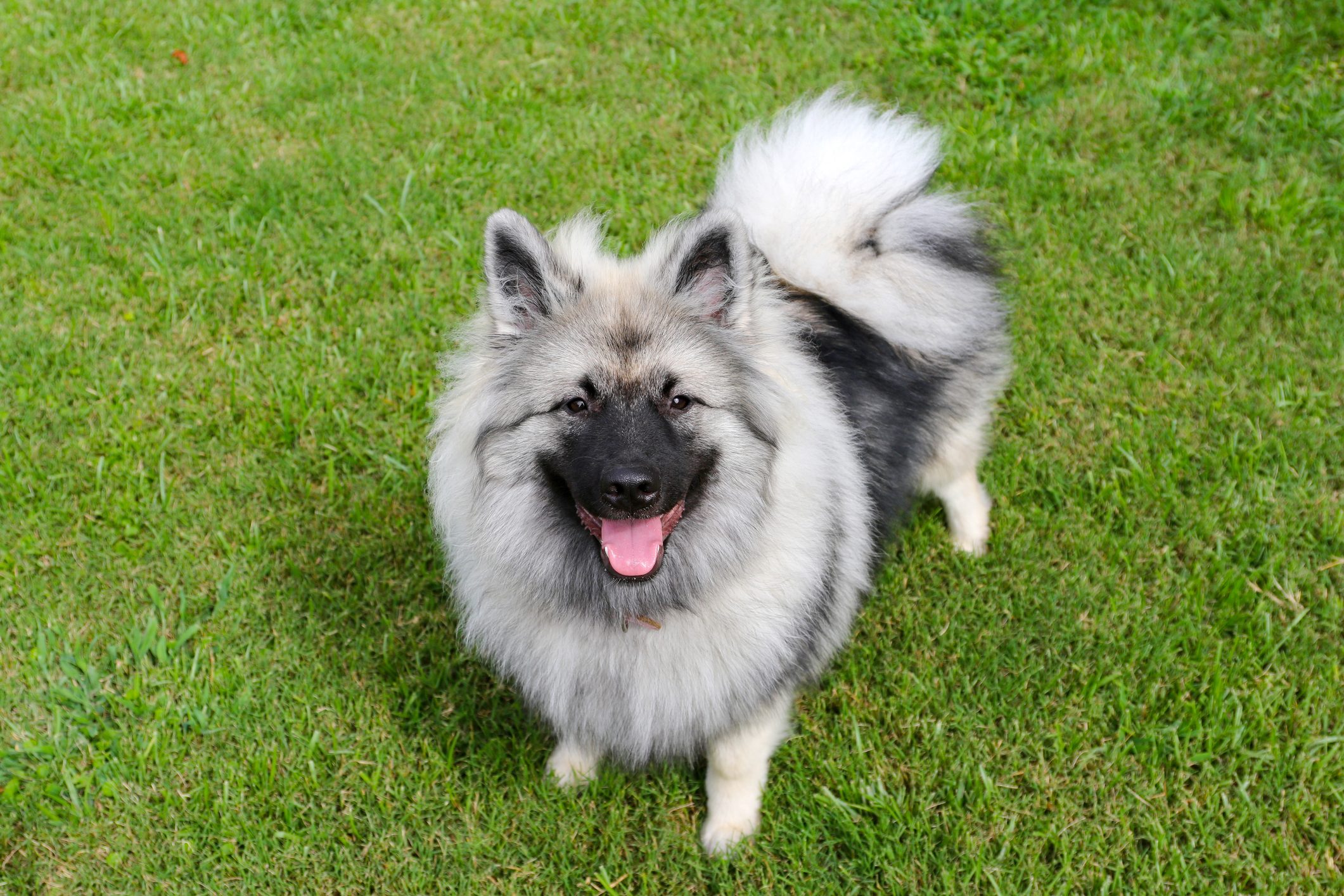 Keeshond looking at camera
