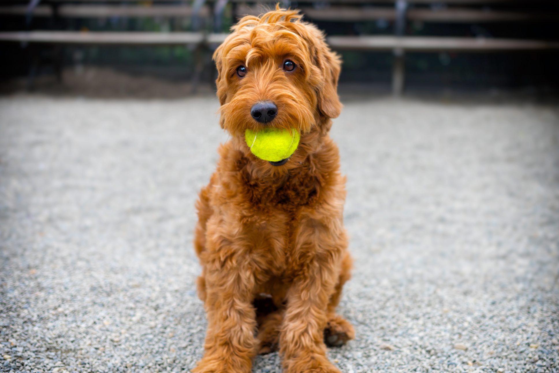 portrait of a F1 miniature goldendoodle