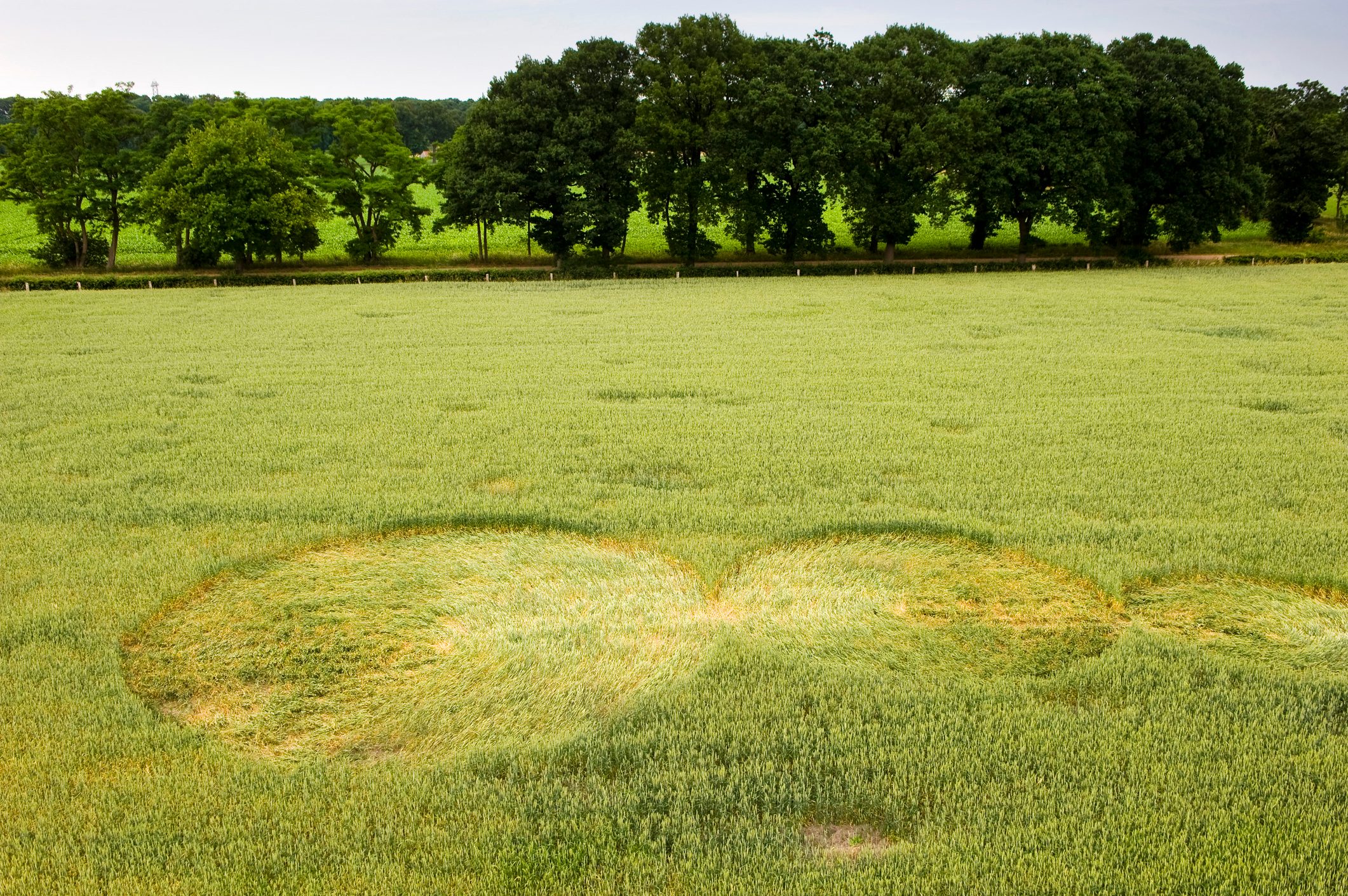 Crop circle in a wheat field