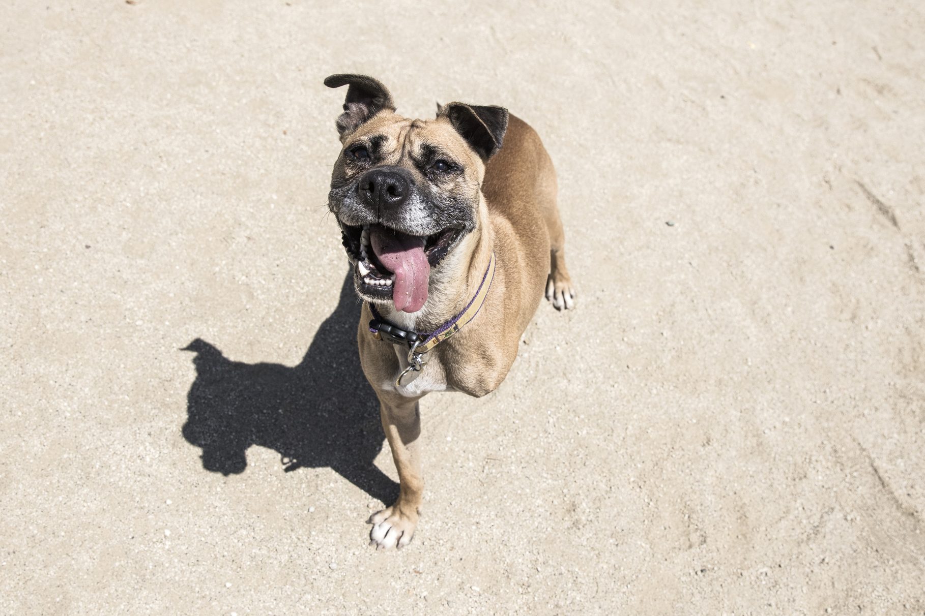 Smiling three-legged Boxer mix at a dog park. - The Amanda Collection