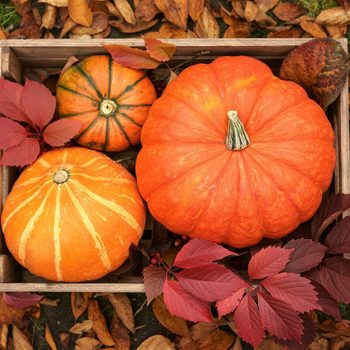 fall pumpkins