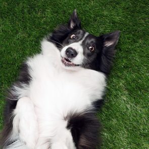 Happy border collie playing outside on the grass