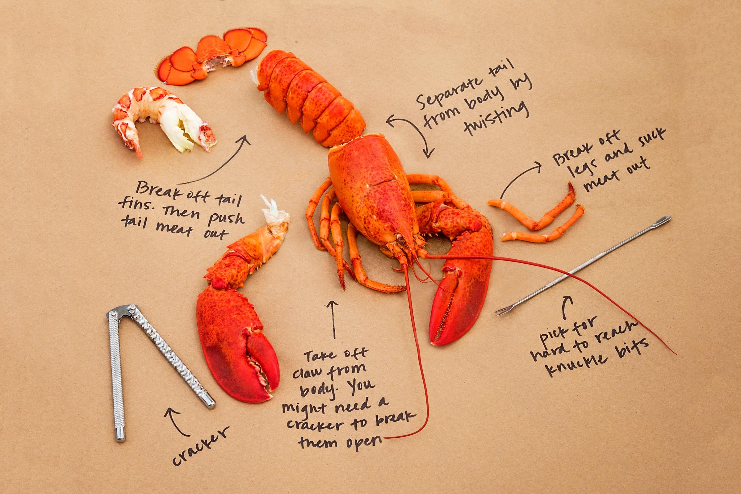 How To Eat A Lobster diagram with a real lobster on a paper table cloth labeled with black marker