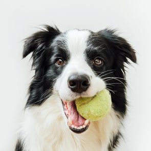 border collie holding a tennis ball in mouth