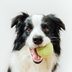 How to Teach a Dog to Fetchâ€”and Actually Bring Back the Ball