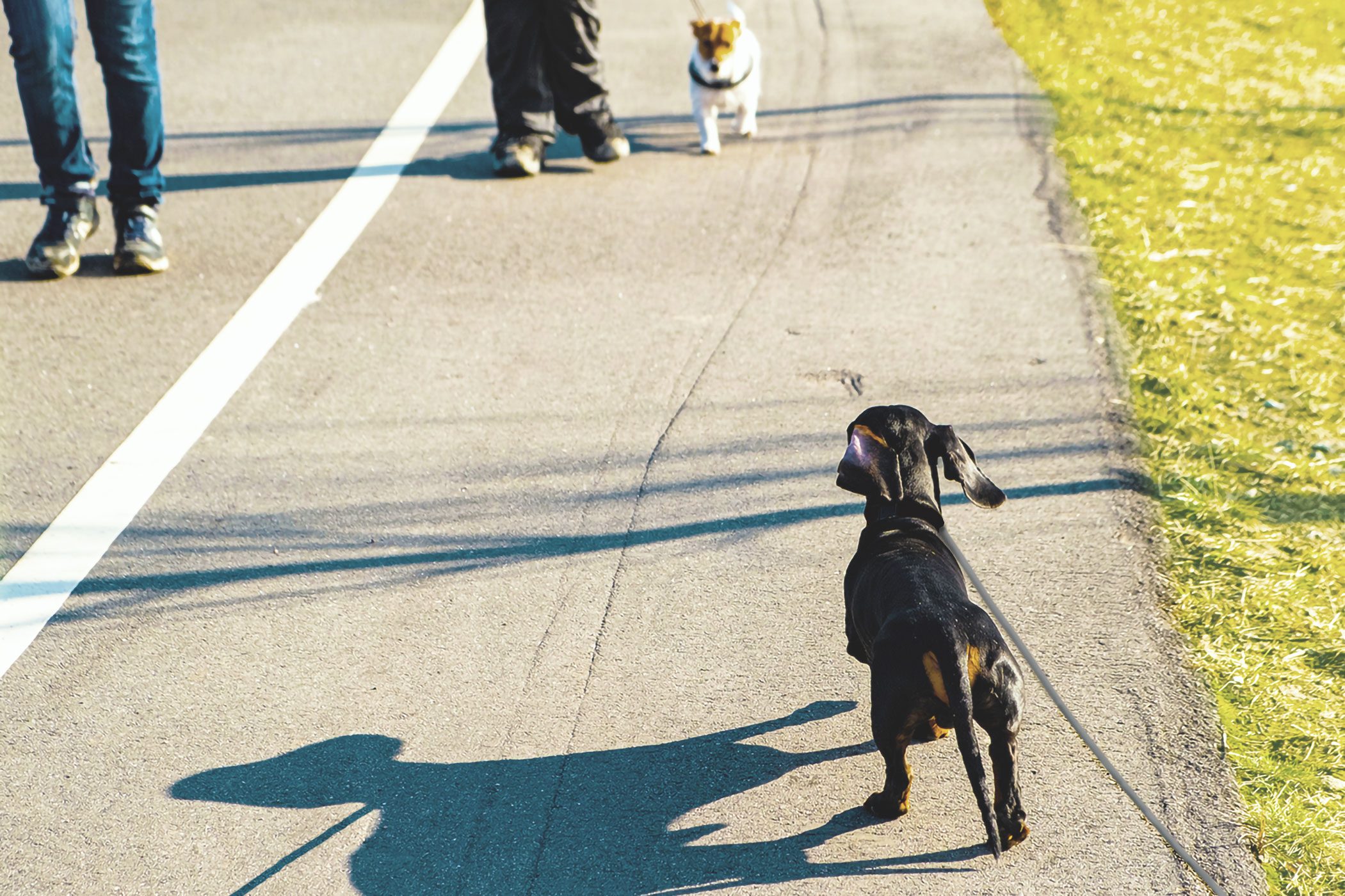 Dachshund On Leash Passing Another Dog