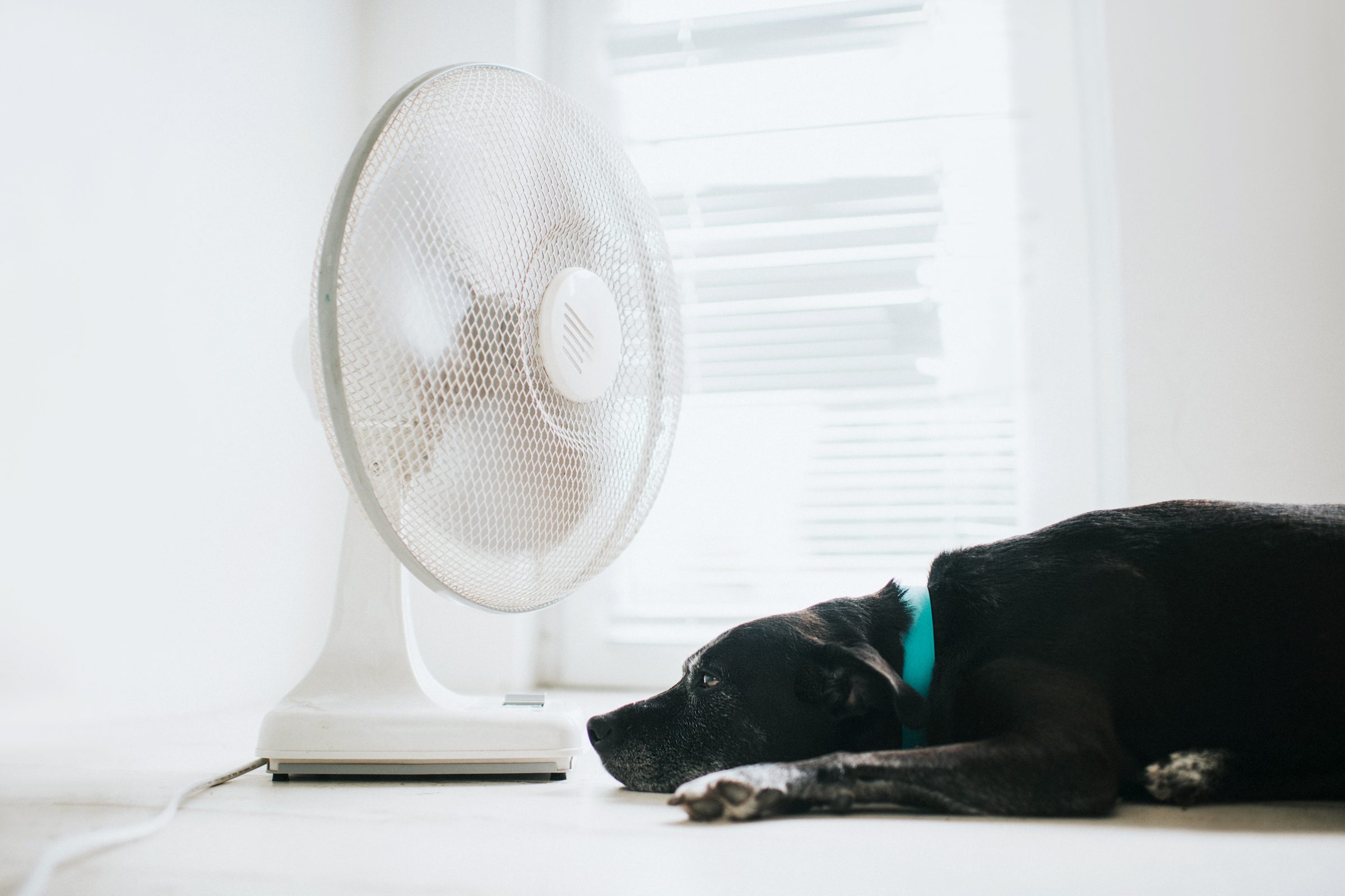 Warning Signs Your Dog Is Suffering from Heat Stroke—and What to Do About It