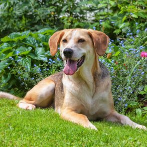 Dog In Yard Near Garden