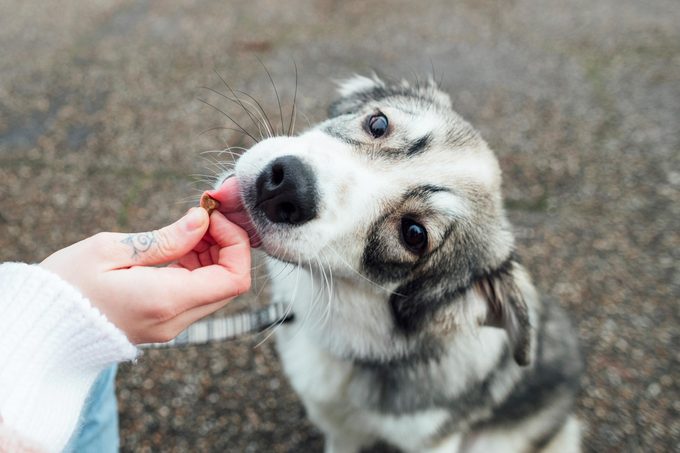 training a dog and giving it a treat as positive reinforcement