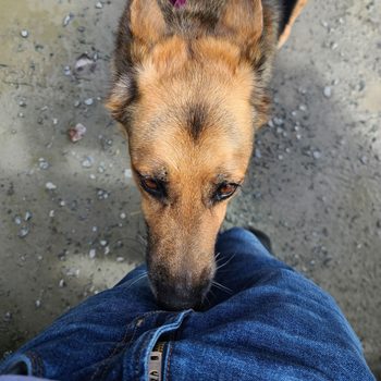 German Shepherd Sniffing A Crotch