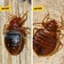 Bat Bugs vs. Bed Bugs: Whatâ€™s the Difference?