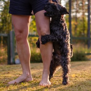 dog humping or mounting on owner leg.