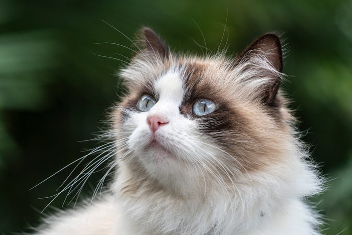 Birman cat