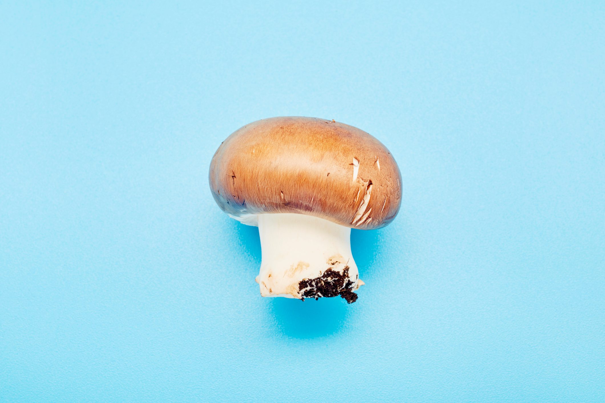 Still life of a single mushroom on blue background