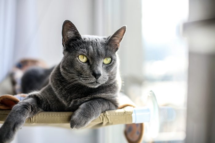 Russian Blue cat