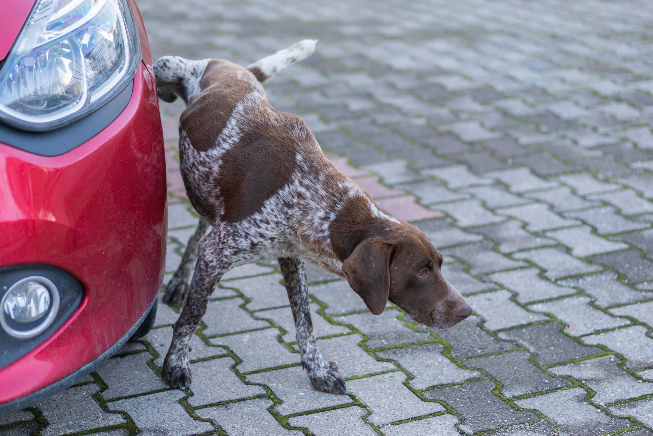 Disability Stray Dog peeing on wheel