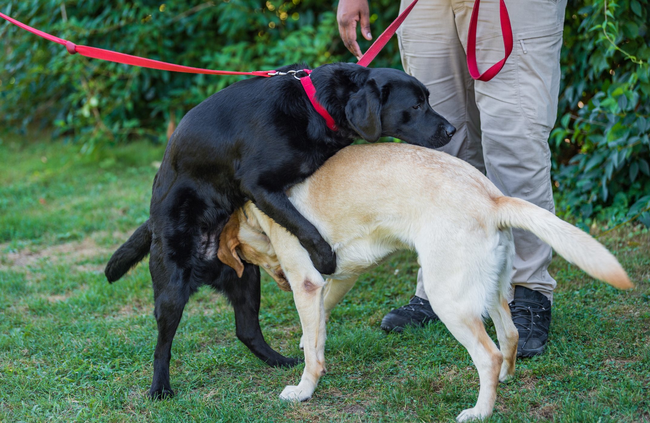 Dog humping another dog