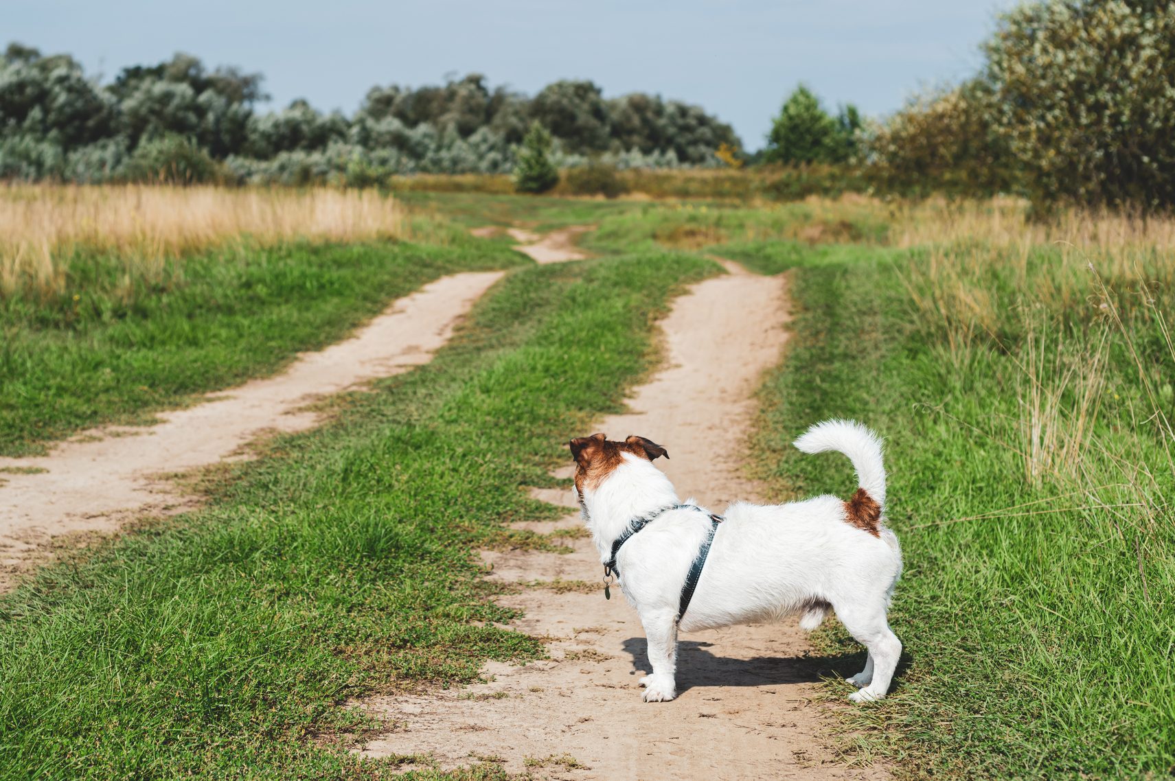 Dog in standing in profile looking forward at open road