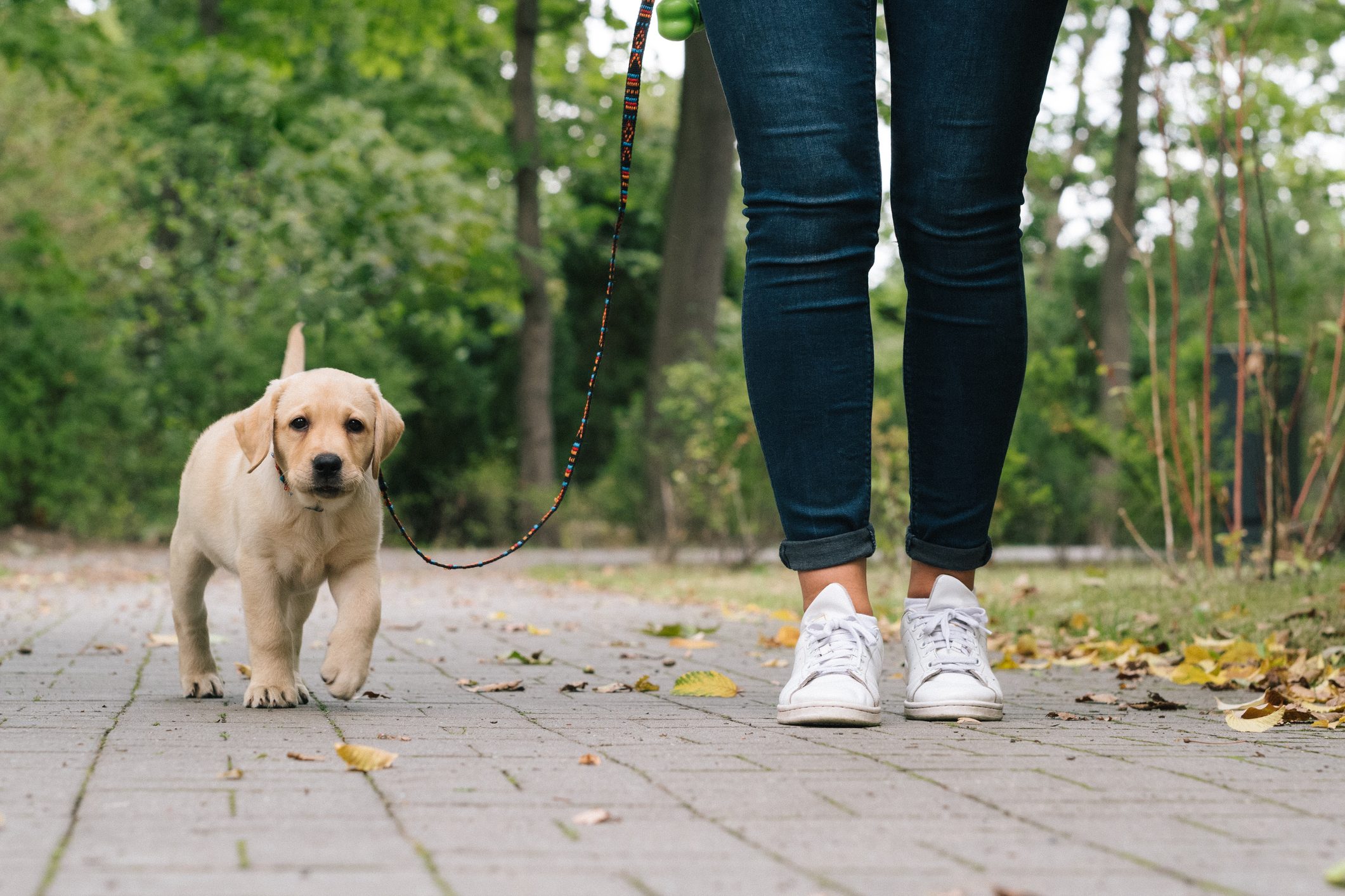 Labrador Puppy outdoors heelwork