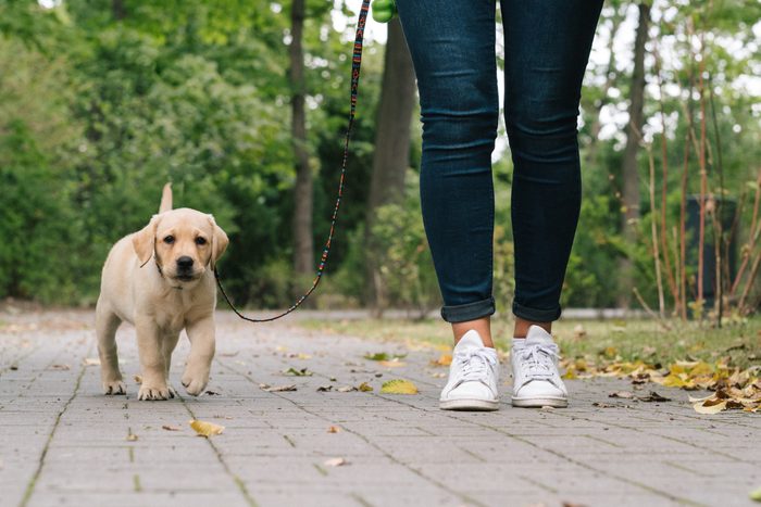 Labrador Puppy outdoors heelwork