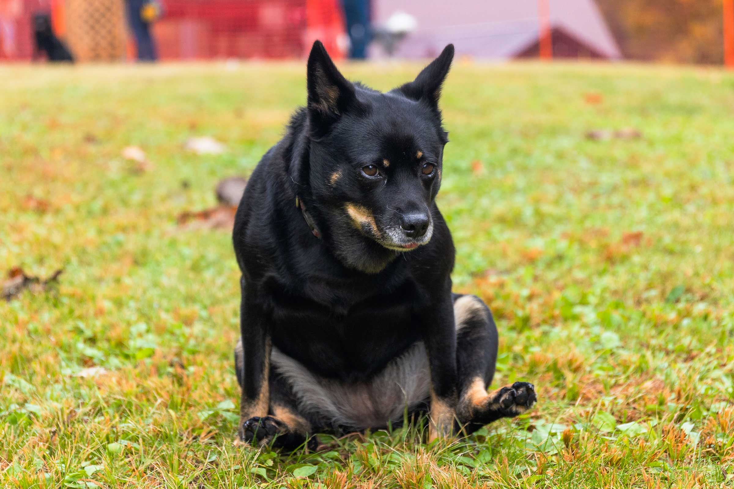 Why Do Dogs Drag Their Butts? Experts Explain This Impolite Canine Behavior