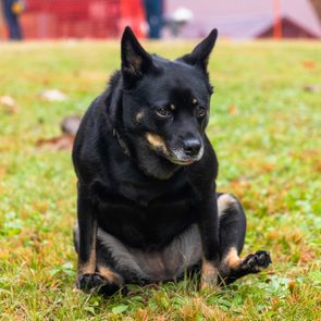 A dog dragging its butt on grass at public dog park