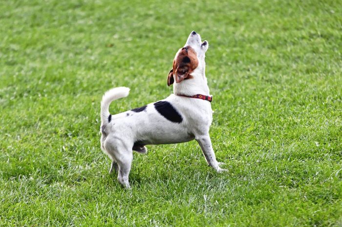 Jack Russell Terrier