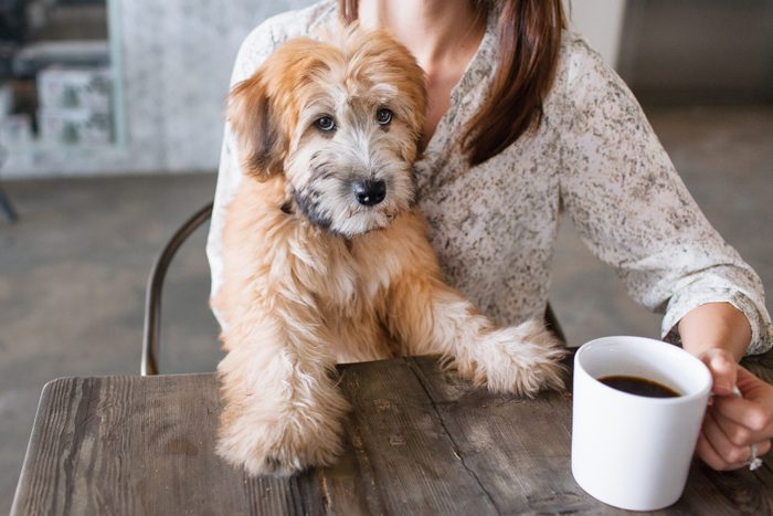 Portrait of puppy sitting on female owners knee at kitchen table