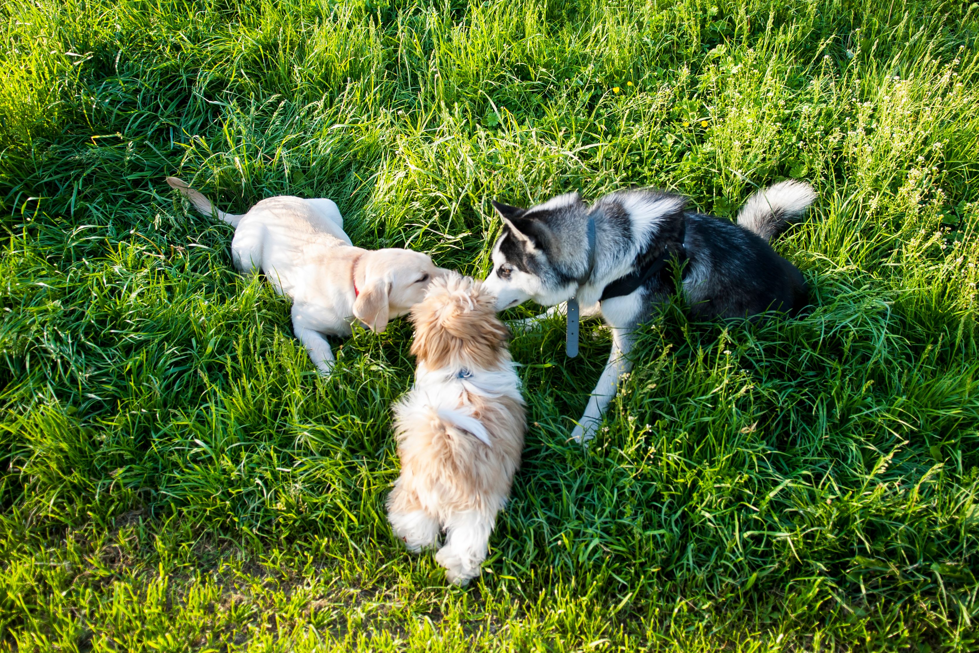 Three Dogs Smelling each other while meeting outside in the grass