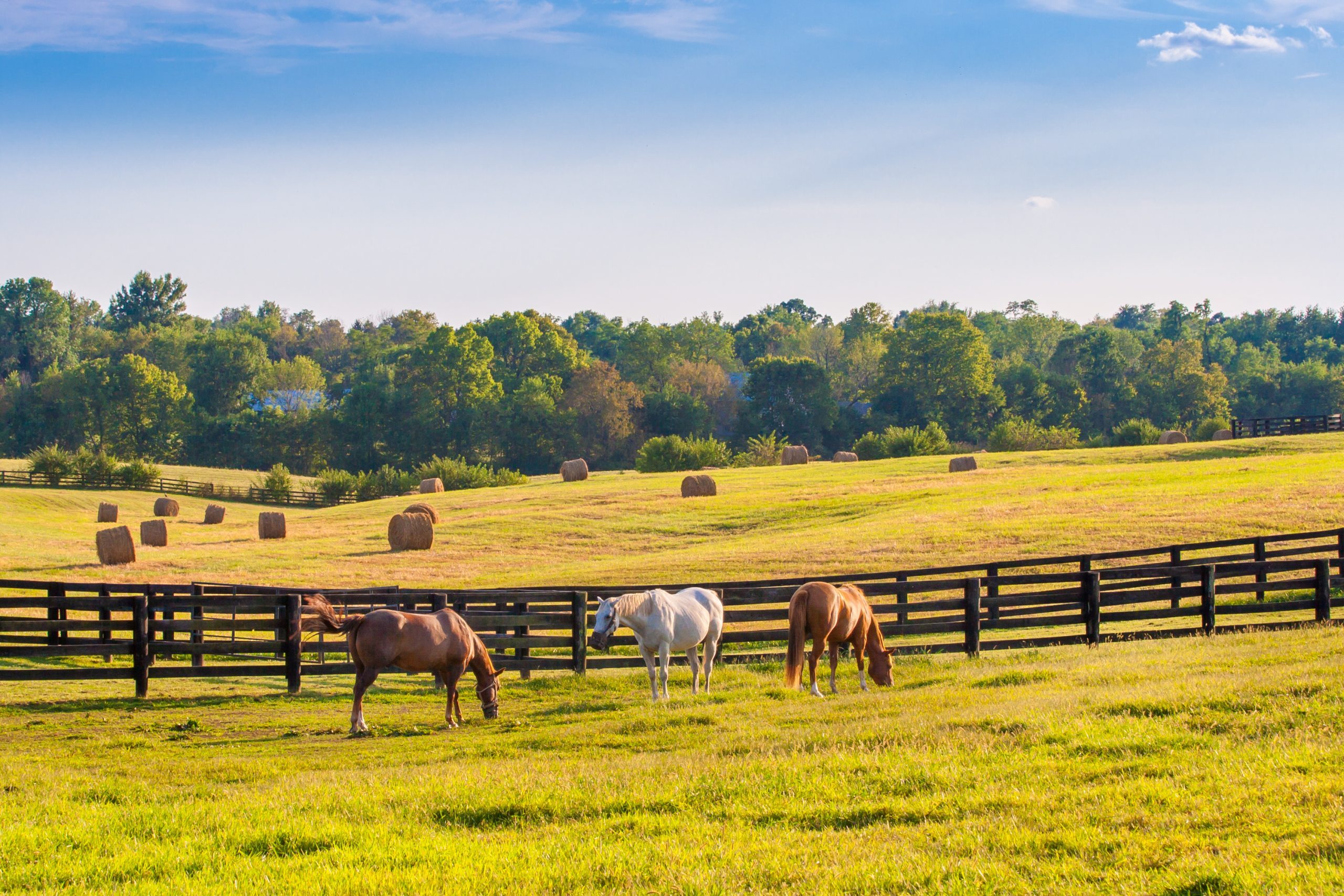 Horses at horse farm at golden hour. Country summer landscape.