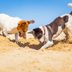 Why Do Dogs Digâ€”and How Can You Stop It?