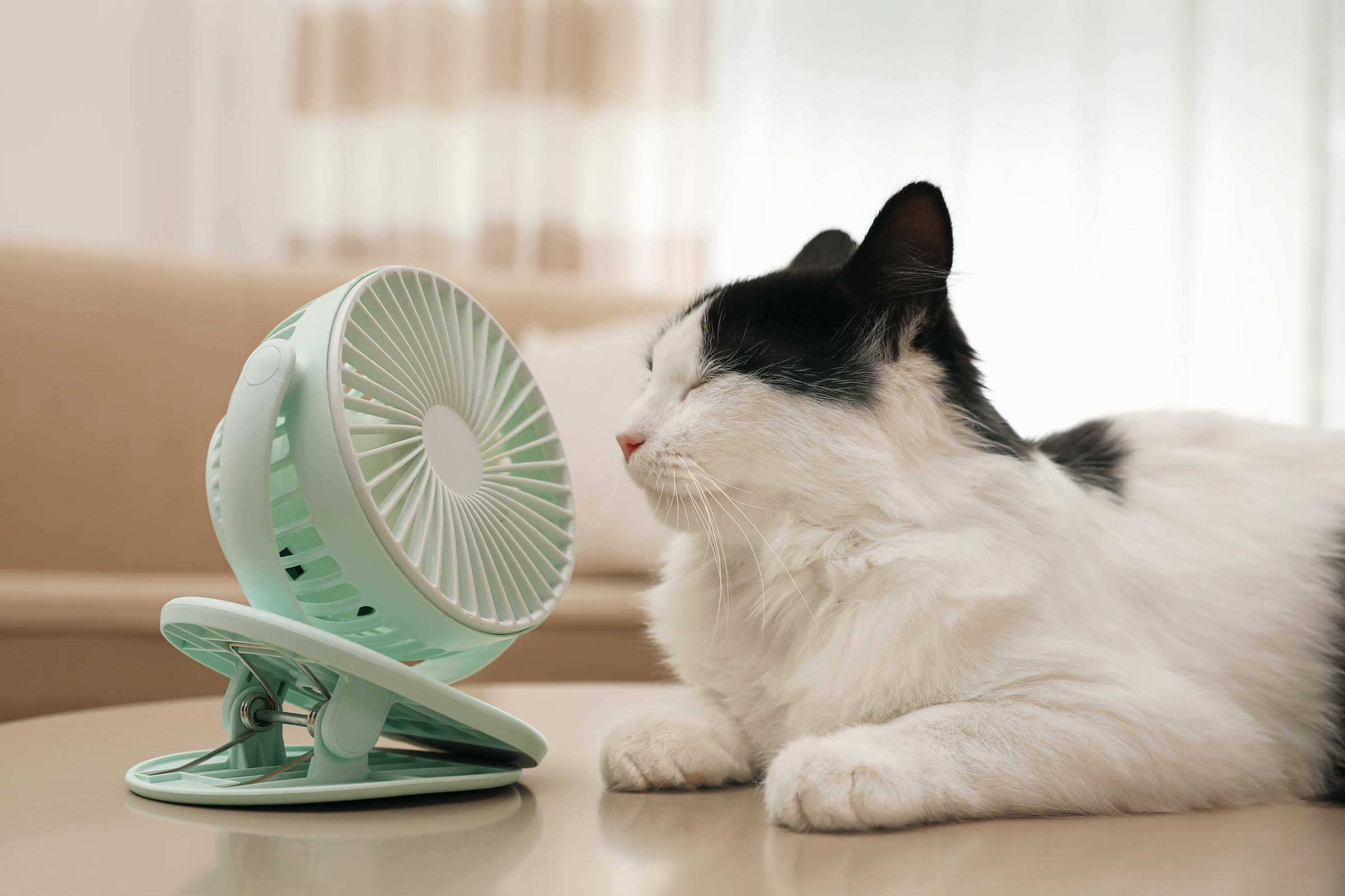 Do Cats Sweat? How Cats Cool Off in the Dog Days of Summer, According to Vets