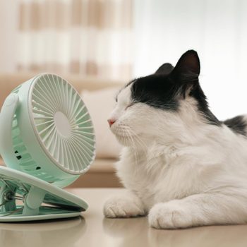 cat laying in front of a small fan