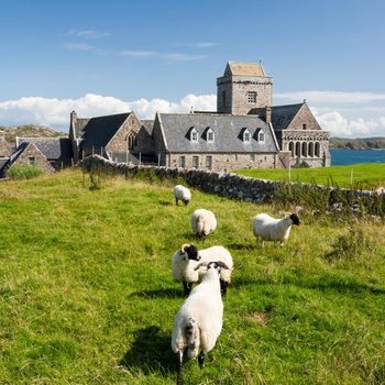A Group of Sheep in a Grassy Field With a Stone Building in the Background