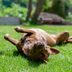 Why Do Dogs Roll in the Grassâ€”and How Can You Stop It?