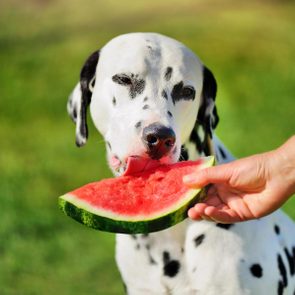 Dalmatian dog licking slice of watermelon