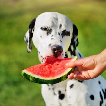 Dalmatian dog licking slice of watermelon