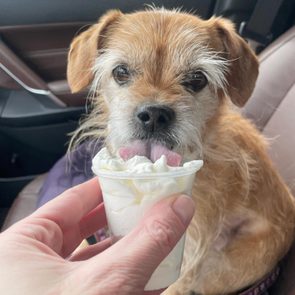 Tilly The Terrier Dog Eats A Puppuccino