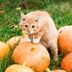 Can Cats Eat Pumpkin? Vets Explain the Pros and Cons of This Tasty Fall Treat