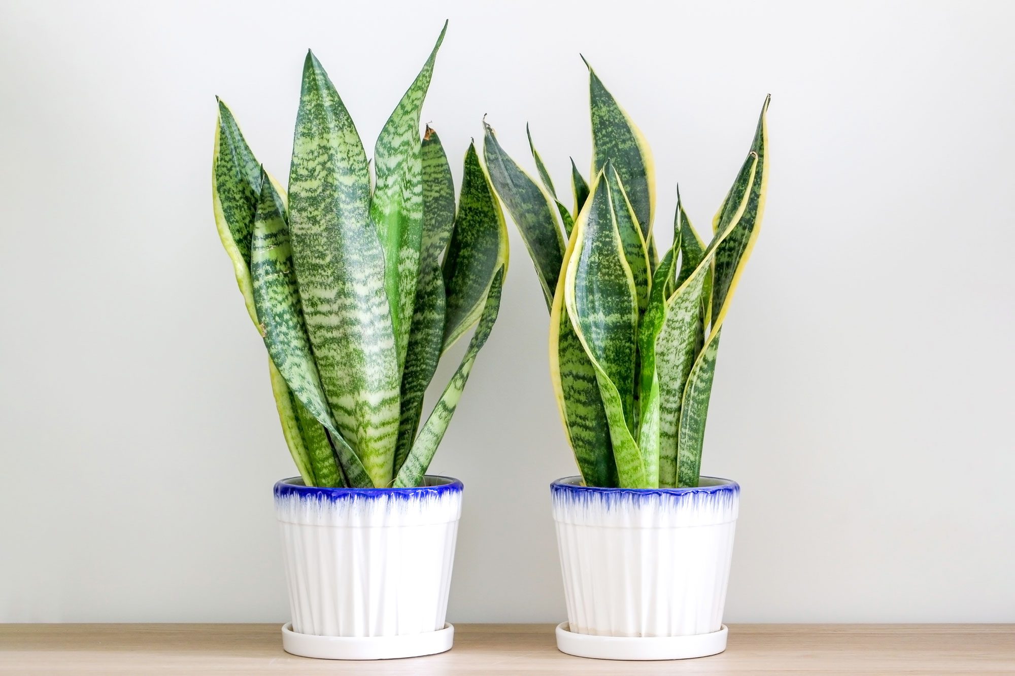 Mother-in-law’s tongue, Two Sansevieria Trifasciata Snake Plants Decorating A Wooden Surface Against Wall