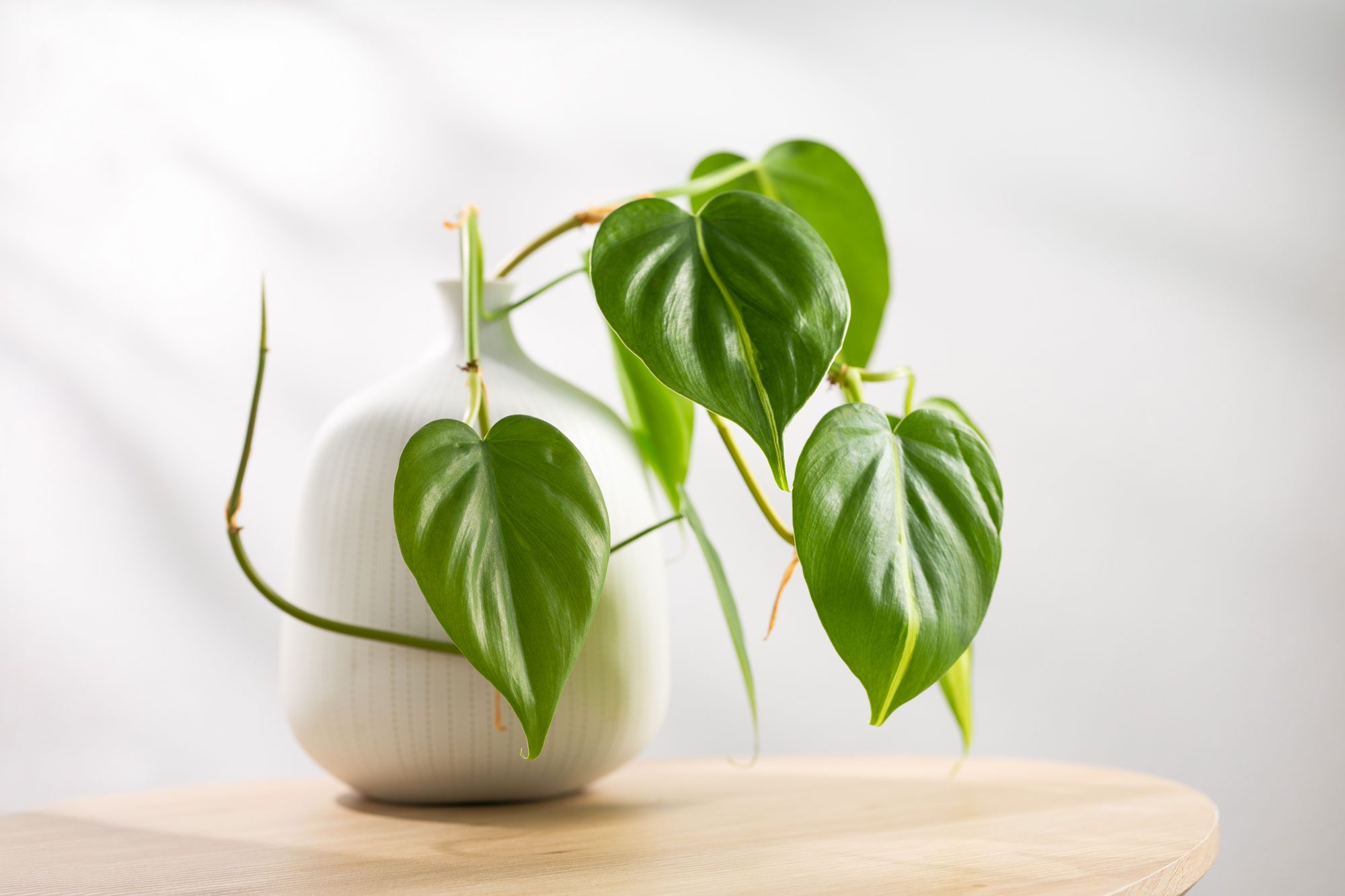 Philodendron Cream Splash