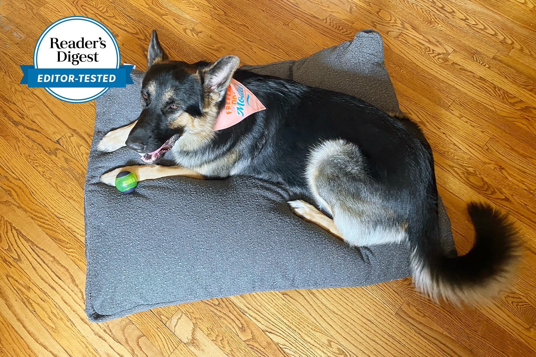 German shepherd on a grey Saatva dog bed