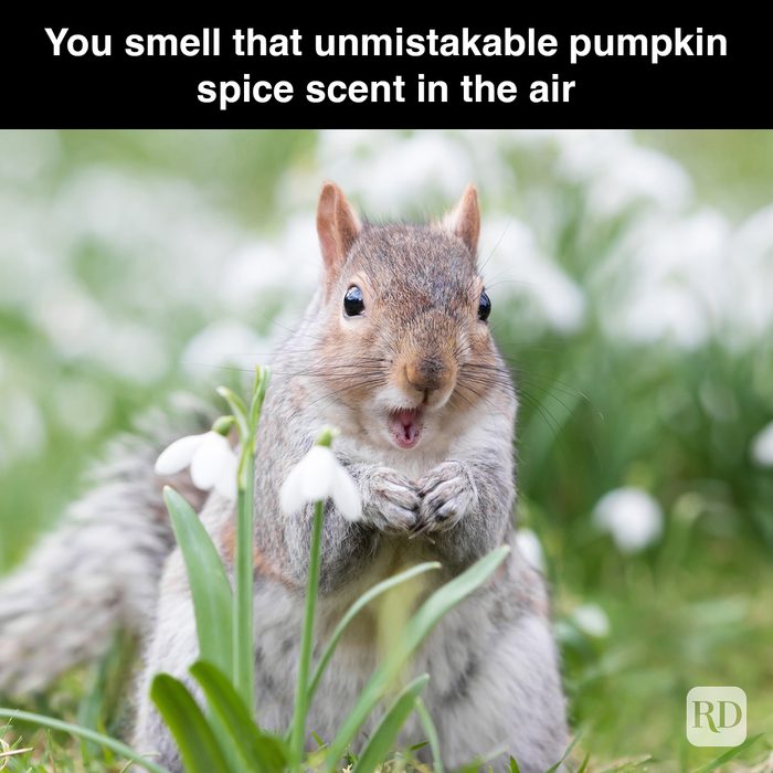 Rd Meme 32 Pumpkin Spice Memes You Willl Totally Fall For 18