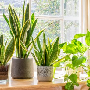 Potted Snake Plants Inside A Beautiful New Flat Or Apartment.