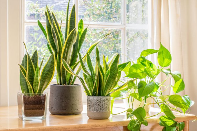 Potted Snake Plants Inside A Beautiful New Flat Or Apartment.