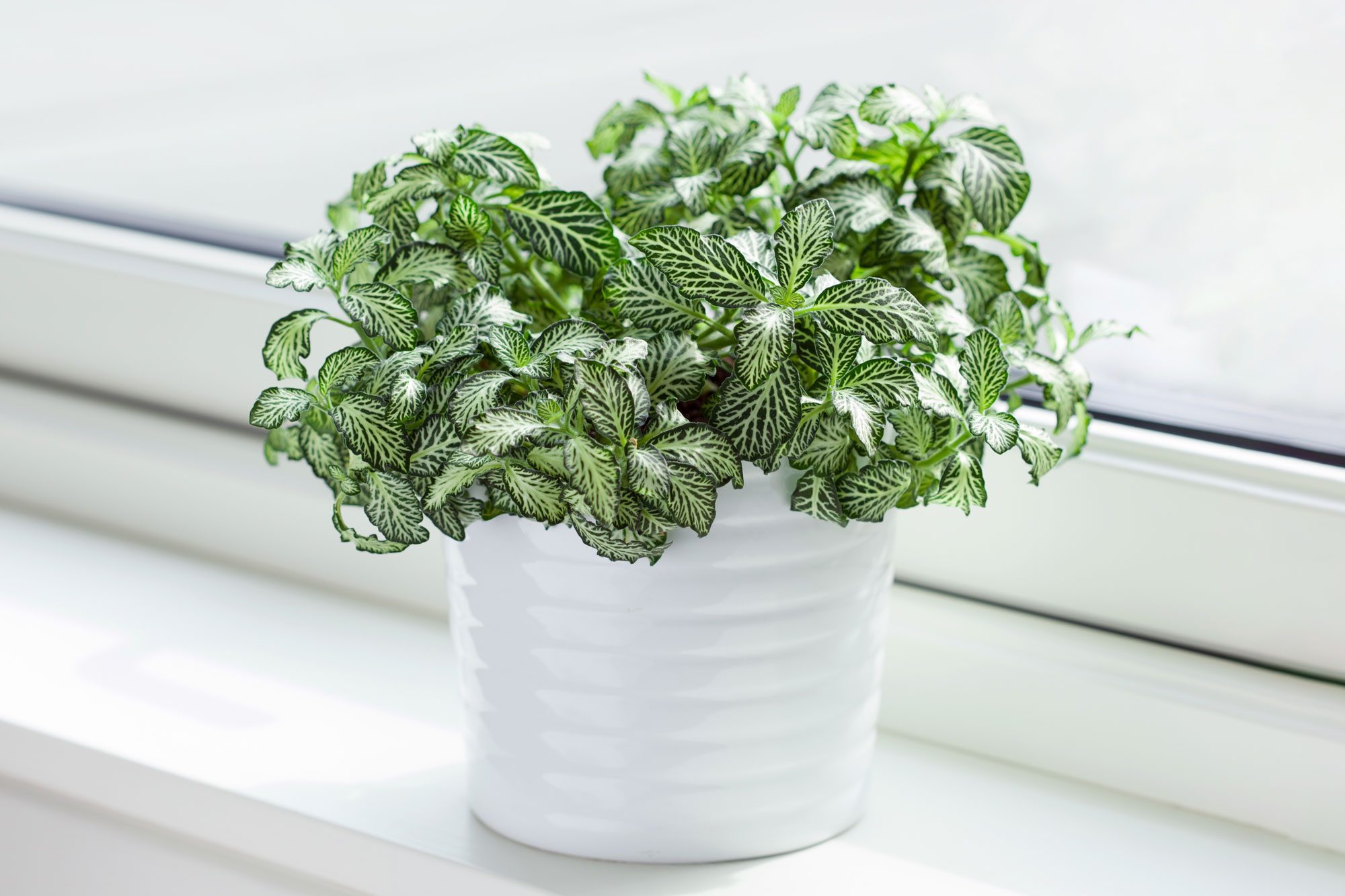 Houseplant Fittonia Albivenis In White Flowerpot