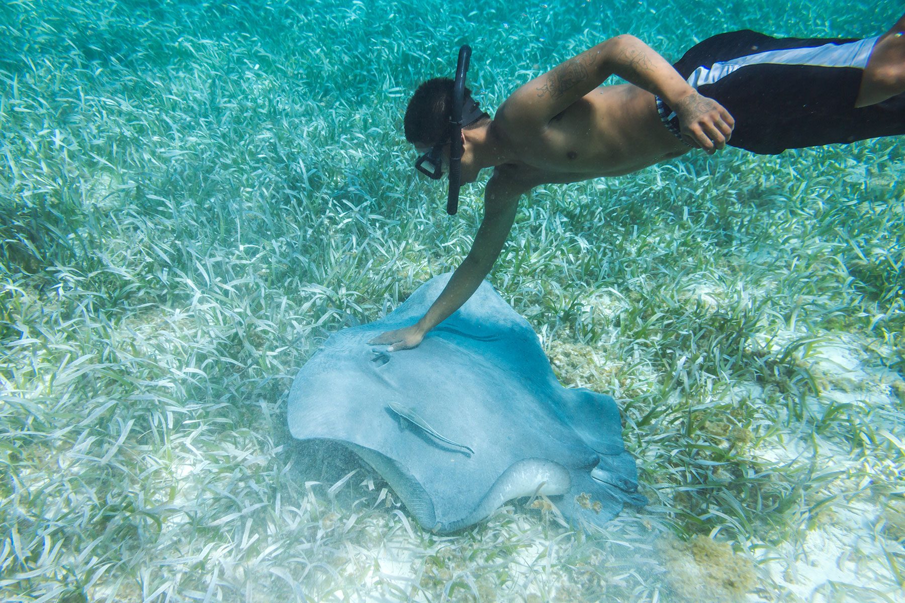 Snorkelling with Fish in Belize